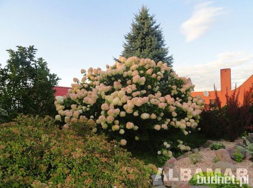 Hortensja bukietowa